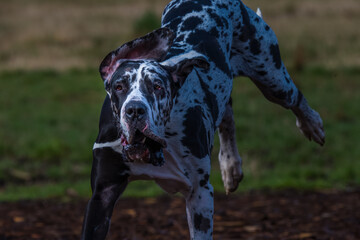 2022-3-28 A BLACK AND WHITE GREAT DANE LEAPING AND WITH ITS BACK FEET OFF THE GROUND AND A FUNNY LOOK ON ITS FACE - obrazy, fototapety, plakaty