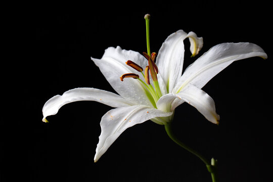 White lilium flower on the black background