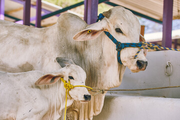 Farm cows and bulls. Cattle, cows and sheep. in the farm. Milked cows, latin farmer milking cows....