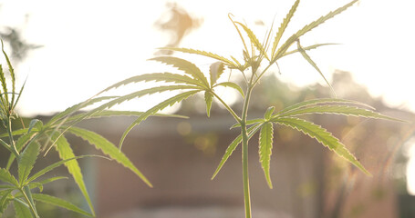 Green Marijuana tree cannabis plant narcotic herbal in greenhouse. Hemp leaf made cannabis crude oil medicine farm on sun light. CBC, THC herb agriculture Weed leaf Drug, medicine healthcare concept