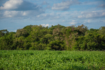 Área verde con muchos arboles de fondo 