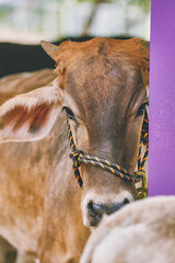 Farm cows and bulls. Cattle, cows and sheep. in the farm. Milked cows, latin farmer milking cows....