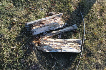 Fototapeta premium firewood in the forest