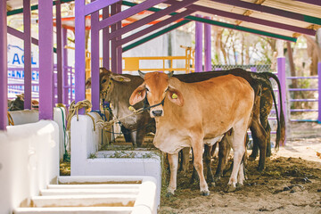 Farm cows and bulls. Cattle, cows and sheep. in the farm. Milked cows, latin farmer milking cows....