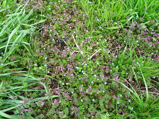 春の畦道に咲くオオイヌノフグリとホトケノザ