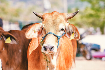 calf eating. Beef cattle on the farm. Milked cows, latin farmer milking cows. plain milk