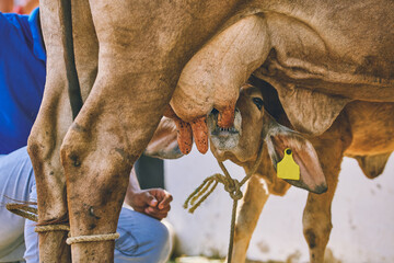 calf eating. Beef cattle on the farm. Milked cows, latin farmer milking cows. plain milk