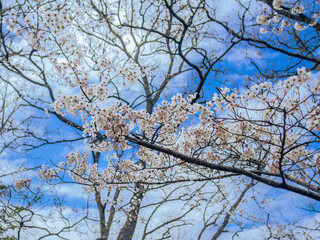 満開の桜　ソメイヨシノ　春イメージ