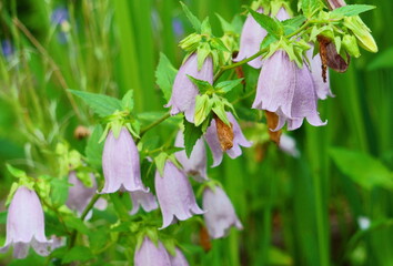 毎年自宅の庭に咲く日本語で（ホタルブクロ）