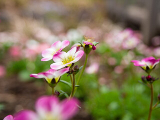 春の庭に咲く花のクローズアップ