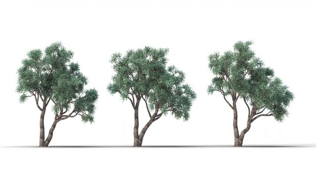 Isolated realistic Juniper tree on the wind, White background with transparent cut-out animation and alpha channel.3d rendering with id pass