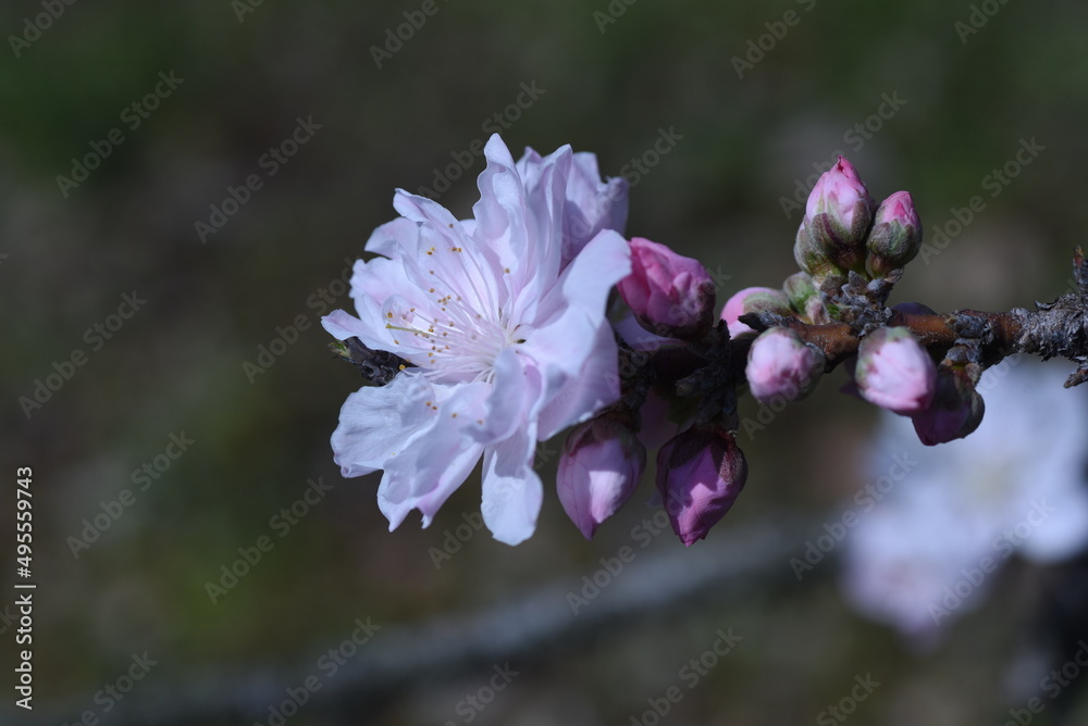 Canvas Prints Hana peach blossoms in full bloom in the botanical park. 