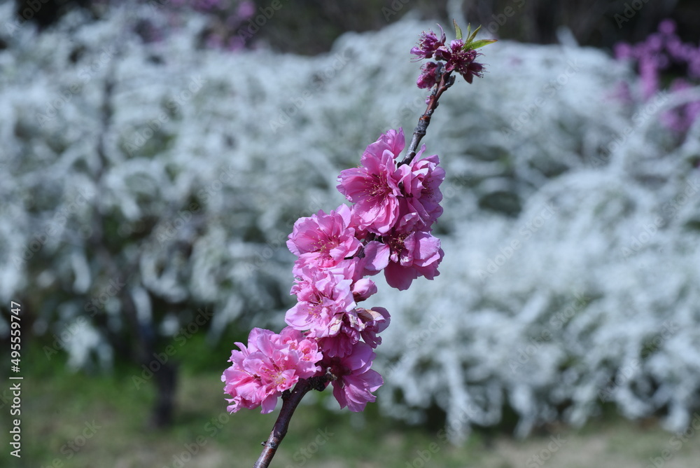 Canvas Prints Hana peach blossoms in full bloom in the botanical park. 