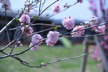 Hana peach blossoms in full bloom in the botanical park. 