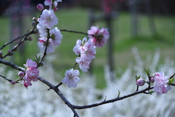 Hana peach blossoms in full bloom in the botanical park. 