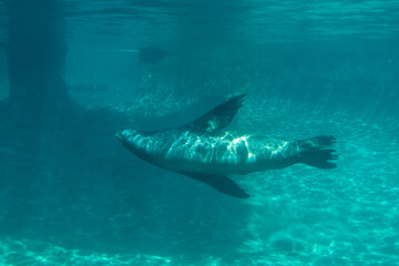 Fototapeta premium Striking view of a single California sea lion as it swims in its habitat at the Point Defiance Zoo