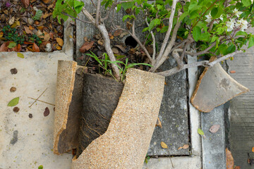 Broken pot plant on the concrete street.