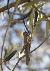 Shooting of migratory grasshopper on tree