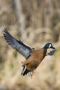 Blue-winged teal. Anas discors