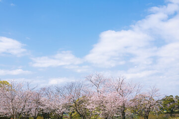 桜と青空　吉野公園	