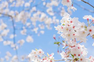 青空を背景に桜の花をクローズアップ	