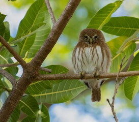Glaucidium costaricanum Costa Rican pygmy owl