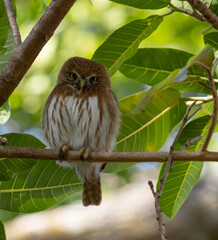 Glaucidium costaricanum Costa Rican pygmy owl