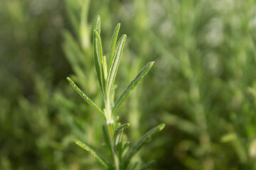 Rosemary Green Garden