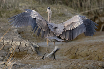 Great blue heron landing, seen in the wild in North California 