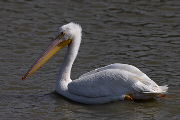 American white pelican, seen in the wild in North California