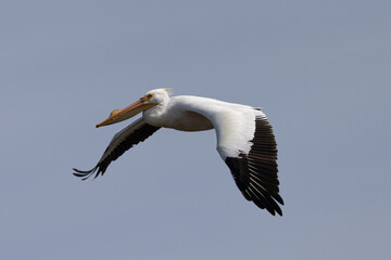 Obraz premium American white pelican flying, seen in the wild in North California