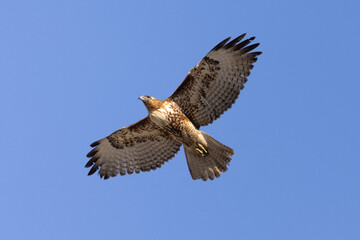 red-tailed hawk flying, seen in the wild in  North California 