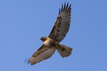 red-tailed hawk flying, seen in the wild in  North California 