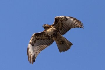 red-tailed hawk flying, seen in the wild in  North California 