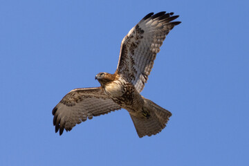 red-tailed hawk flying, seen in the wild in  North California 