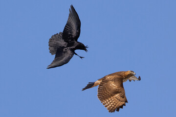 red-tailed hawk flying and fighting with a crow, seen in the wild in  North California 