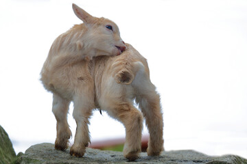 Hausziege / Domestic Goat / Capra aegagrus hircus.