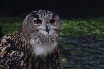 Uhu / Eurasian eagle-owl / Bubo bubo
