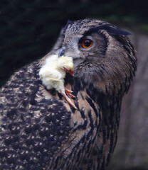 Uhu / Eurasian eagle-owl / Bubo bubo..