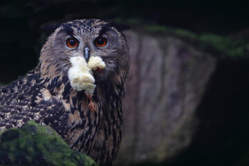 Uhu / Eurasian eagle-owl / Bubo bubo