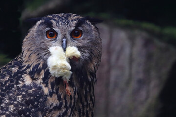 Uhu / Eurasian eagle-owl / Bubo bubo..