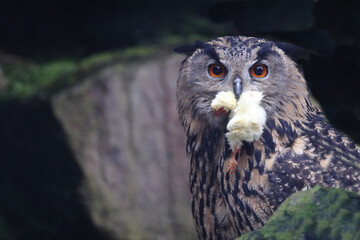 Uhu / Eurasian eagle-owl / Bubo bubo