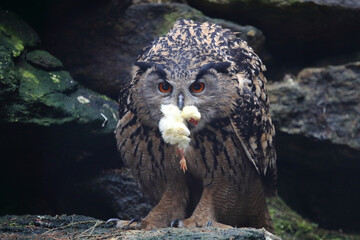 Uhu / Eurasian eagle-owl / Bubo bubo..