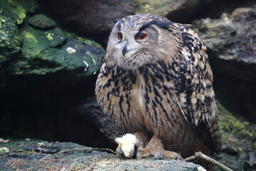 Uhu / Eurasian eagle-owl / Bubo bubo..