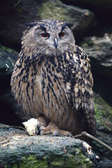 Uhu / Eurasian eagle-owl / Bubo bubo..