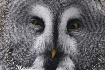 Bartkauz / Great grey owl / Strix nebulosa.