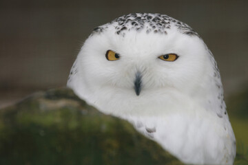 Schnee-Eule / Snowy owl / Bubo scandiacus