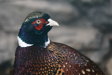 Jagdfasan / Common pheasant / Phasianus colchicus