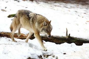 Wolf / Wolf / Canis lupus