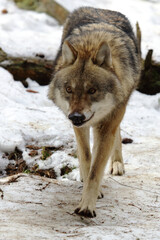 Wolf / Wolf / Canis lupus